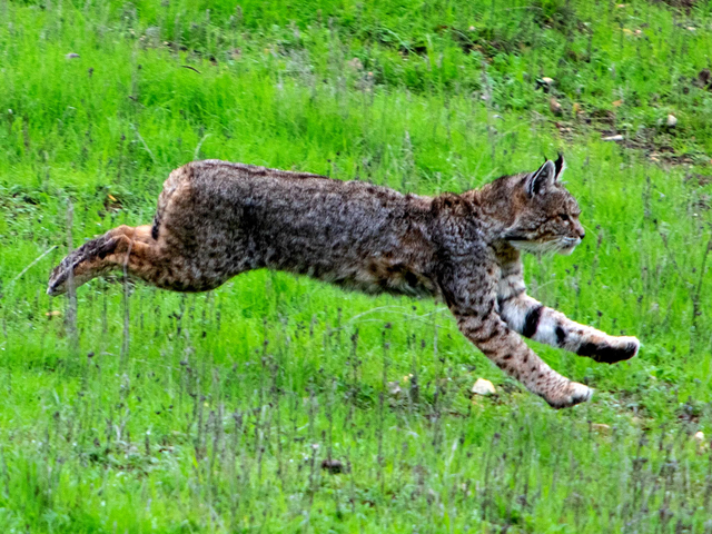 bobcat running