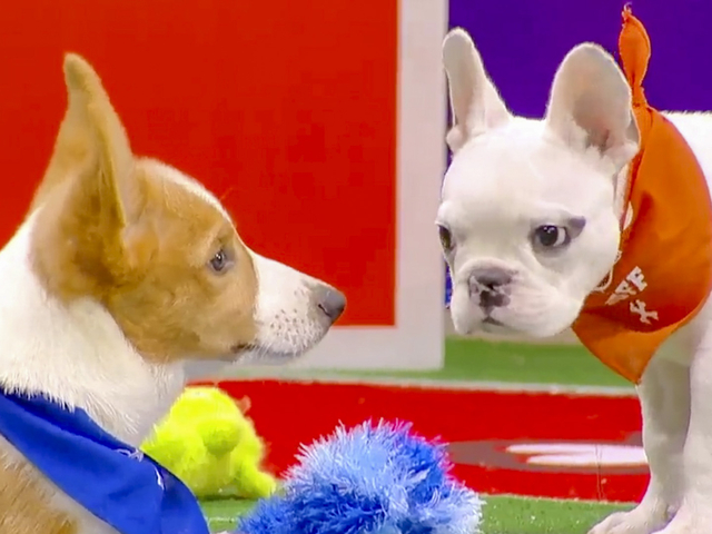 puppy bowl presents the dog bowl